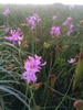 Form