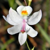 White flower