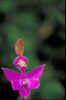 Calopogon pulchellus