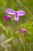 Calopogon pulchellus