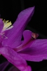 Flower petals (Washington County, ME)-Late Spring