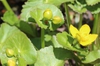 Caltha palustris
