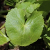 Caltha palustris