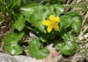 Caltha palustris