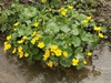 Caltha palustris