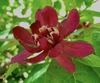 large, wine-red to maroon bloom with a cream-colored center, res