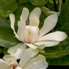 Flower closeup