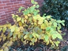 Shrub with yellow autumnal foliage