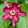 Close-up of a single, large, red flower with pale inner tepals