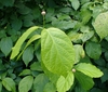 Large coarse leaves and globose flower buds.