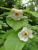 Foliage and large white flowers.
