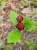 Foliage and dark red, many-petaled flowers in bud.