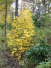 A shrub with yellow autumn foliage.