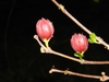 A pair of erect, red flowers in tight bud. Leaves just emerging.