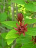 Foliage and dark red, many-petaled flowers.