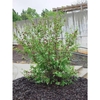 Large shrub with coarse leaves.