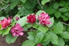 Coarse foliage and large red flowers.