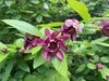 Coarse foliage and large red flowers.