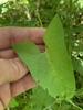 Leaf detail