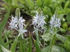 raceme of pale lavender blue flowers with green pistils.
