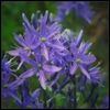 raceme of lavender blue 6-petaled flowers with green pistils.