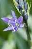 Single 6-petaled flower with narrow blue petals & green pistil