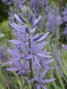 Camassia leichtlinii