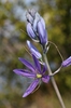 Camassia quamas