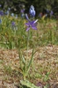 Camassia quamash
