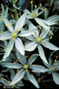 Camassia scilloides