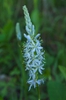 Camassia scilloides