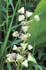 Camassia scilloides