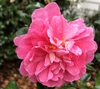 Flower - November- Warren Co., NC