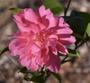 Flower - December - Warren Co., NC