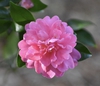Flower - November- Warren Co., NC