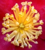 Close-up of ca. 30 stamens with anthers opening & stigmas.