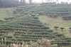 Camellia sinensis