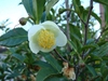 Camellia sinensis