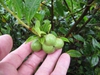 Camellia sinensis