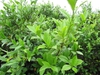 Camellia sinensis