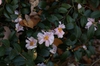 Camellia 'Winter's Charm'