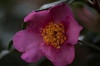 Camellia 'Winter's Star'