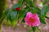 Camellia-x -reticulata