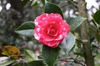 Camellia-x -reticulata-Howard-Asper