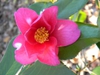Camellia Oleifera