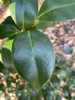Camellia japonica 'Kramer's Supreme'