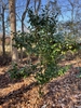 Camellia japonica 'Kramer's Supreme'