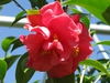 Camellia japonica 'Kramer's Supreme'