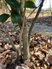 Camellia japonica 'Kramer's Supreme'