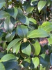 Camellia japonica 'Kramer's Supreme'